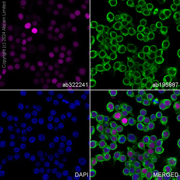 Immunocytochemistry/ Immunofluorescence - Alexa Fluor® 647 Anti-Transaldolase 1 antibody [EPR28140-51] (AB322241)