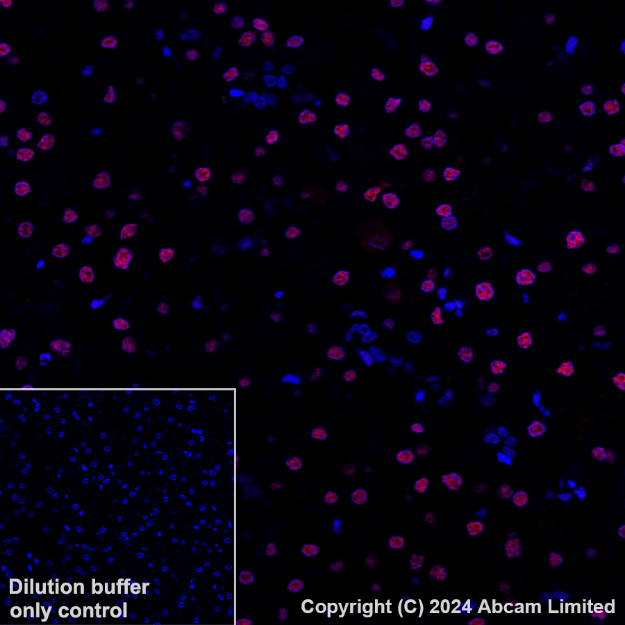 Immunohistochemistry (Formalin/PFA-fixed paraffin-embedded sections) - Alexa Fluor® 647 Anti-Transaldolase 1 antibody [EPR28140-51] (AB322241), expandable thumbnail