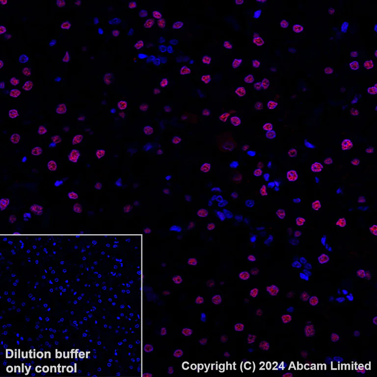 Immunohistochemistry (Formalin/PFA-fixed paraffin-embedded sections) - Alexa Fluor® 647 Anti-Transaldolase 1 antibody [EPR28140-51] (AB322241)