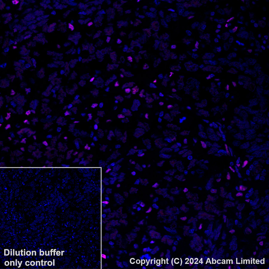 Immunohistochemistry (Formalin/PFA-fixed paraffin-embedded sections) - Alexa Fluor® 647 Anti-Transaldolase 1 antibody [EPR28140-51] (AB322241), expandable thumbnail