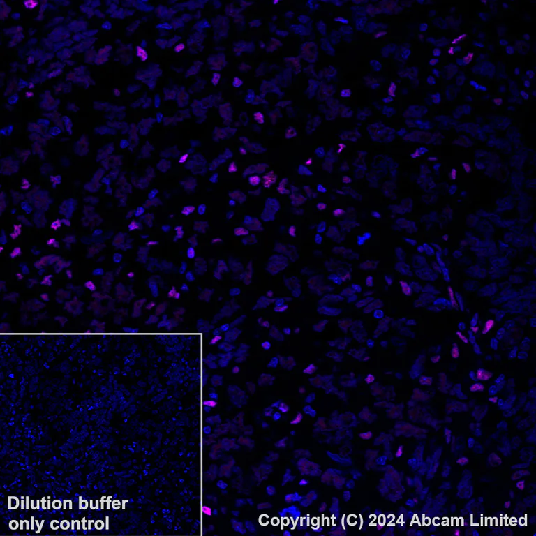 Immunohistochemistry (Formalin/PFA-fixed paraffin-embedded sections) - Alexa Fluor® 647 Anti-Transaldolase 1 antibody [EPR28140-51] (AB322241)