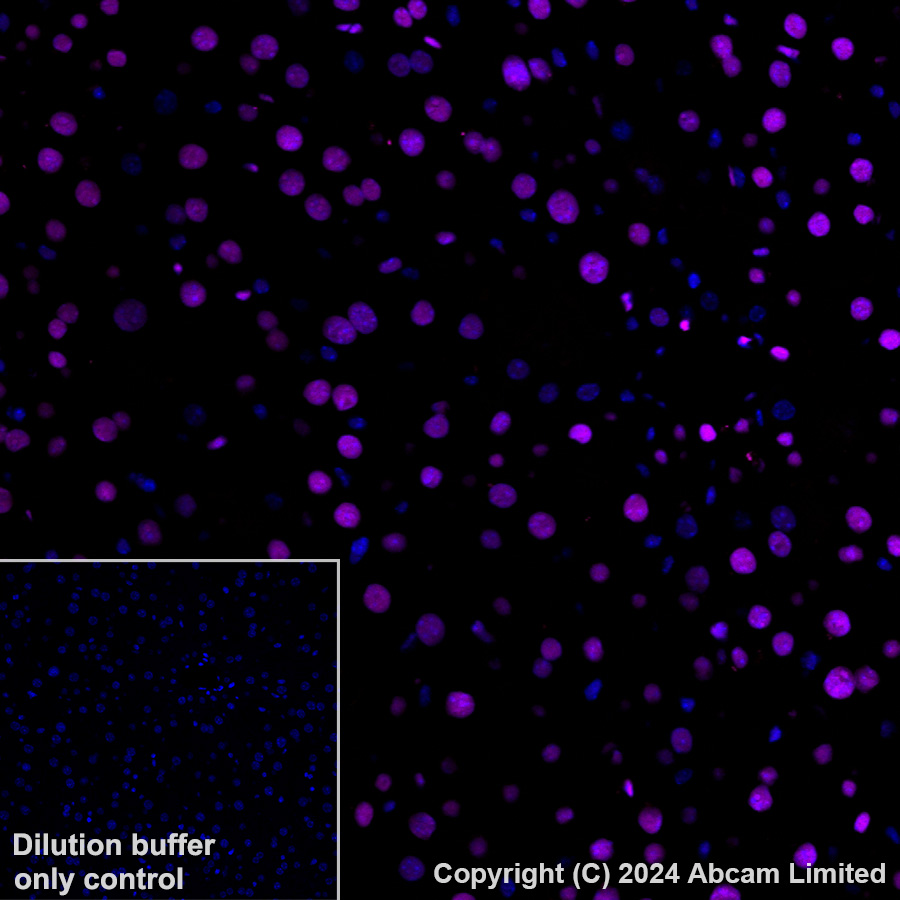 Immunohistochemistry (Formalin/PFA-fixed paraffin-embedded sections) - Alexa Fluor® 647 Anti-Transaldolase 1 antibody [EPR28140-51] (AB322241), expandable thumbnail