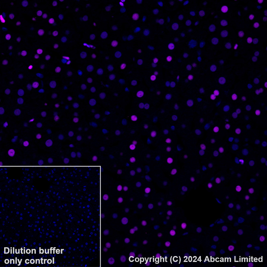 Immunohistochemistry (Formalin/PFA-fixed paraffin-embedded sections) - Alexa Fluor® 647 Anti-Transaldolase 1 antibody [EPR28140-51] (ab322241), expandable thumbnail