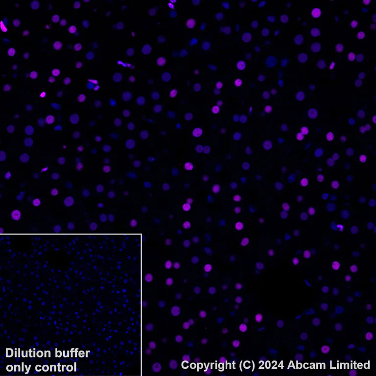 Immunohistochemistry (Formalin/PFA-fixed paraffin-embedded sections) - Alexa Fluor® 647 Anti-Transaldolase 1 antibody [EPR28140-51] (AB322241)