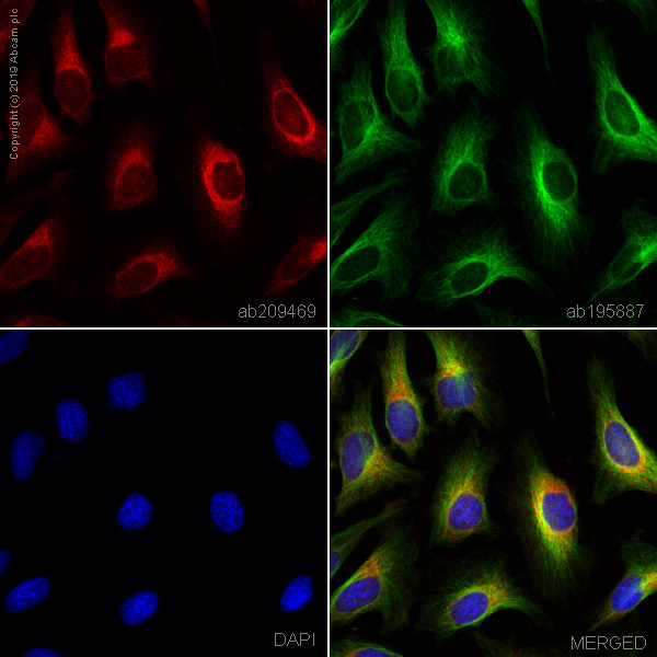 Immunocytochemistry/ Immunofluorescence - Alexa Fluor® 647 Anti-TREX1 antibody [EPR14985] (AB209469)