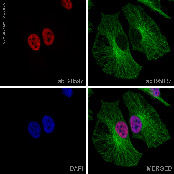 Immunocytochemistry/ Immunofluorescence - Alexa Fluor® 647 Anti-TRF2 antibody [EPR3517(2)] (AB198597)