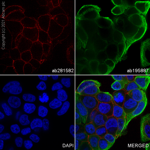 Immunocytochemistry/ Immunofluorescence - Alexa Fluor® 647 Anti-TROP2 antibody [EPR20043] (AB281582), expandable thumbnail