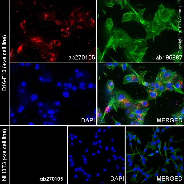 Immunocytochemistry/ Immunofluorescence - Alexa Fluor® 647 Anti-TRP1 antibody [EPR21960] (AB270105)