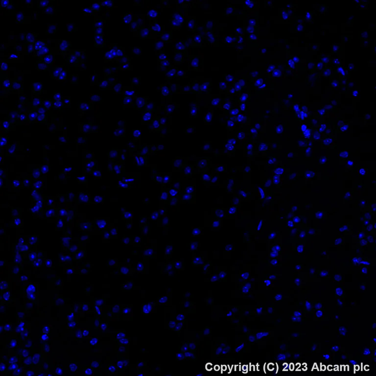 Immunohistochemistry (Formalin/PFA-fixed paraffin-embedded sections) - Alexa Fluor® 647 Anti-TRPV1 antibody [EPR25057-67] (AB313673)