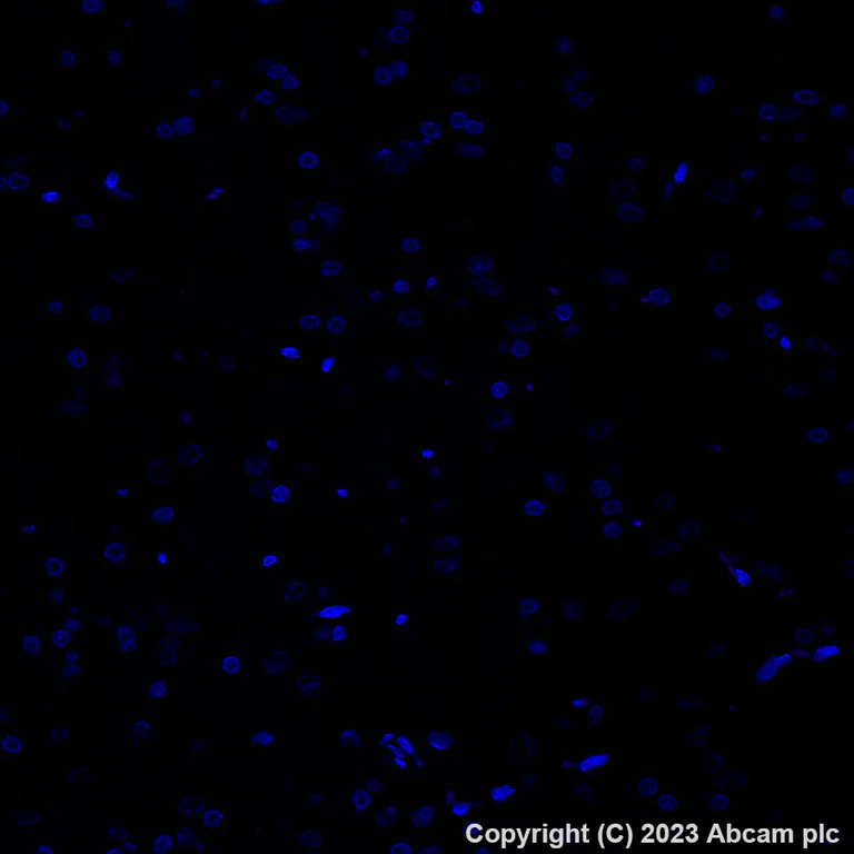 Immunohistochemistry (Formalin/PFA-fixed paraffin-embedded sections) - Alexa Fluor® 647 Anti-TRPV1 antibody [EPR25057-67] (AB313673)