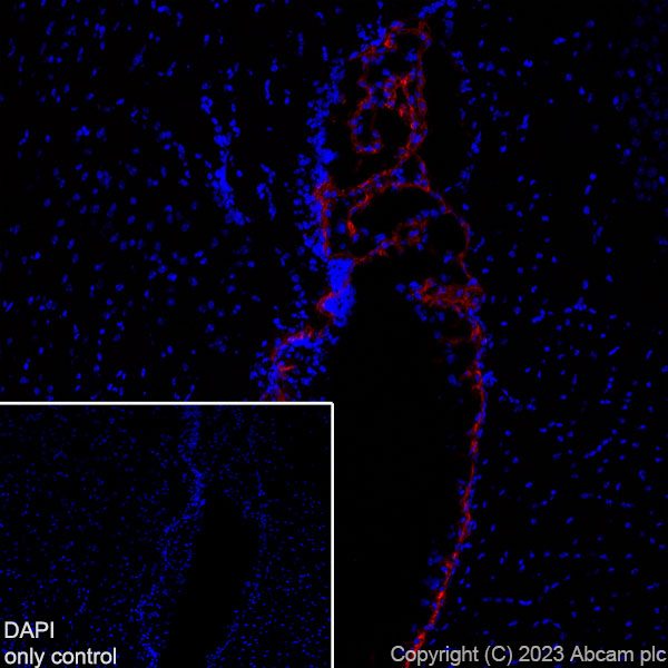 Immunohistochemistry (Frozen sections) - Alexa Fluor® 647 Anti-TRPV4 antibody [EPR23846-44] (AB315137), expandable thumbnail