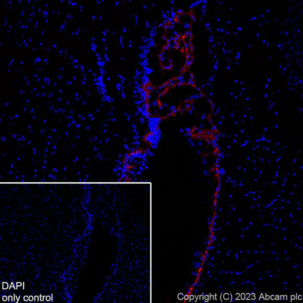 Immunohistochemistry (Frozen sections) - Alexa Fluor® 647 Anti-TRPV4 antibody [EPR23846-44] (AB315137)