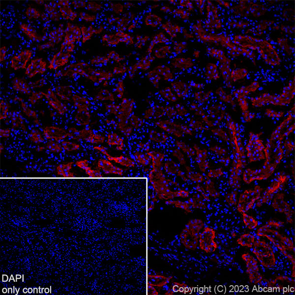 Immunohistochemistry (Frozen sections) - Alexa Fluor® 647 Anti-TRPV4 antibody [EPR23846-44] (AB315137), expandable thumbnail