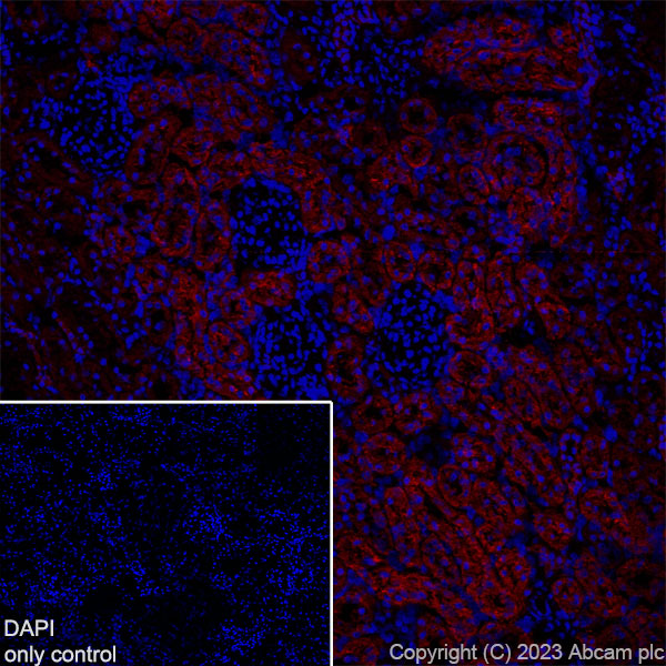 Immunohistochemistry (Frozen sections) - Alexa Fluor® 647 Anti-TRPV4 antibody [EPR23846-44] (AB315137), expandable thumbnail