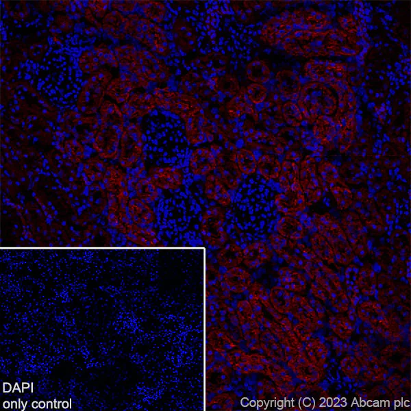 Immunohistochemistry (Frozen sections) - Alexa Fluor® 647 Anti-TRPV4 antibody [EPR23846-44] (AB315137)