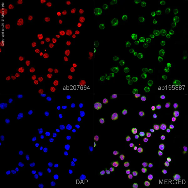 Immunocytochemistry/ Immunofluorescence - Alexa Fluor® 647 Anti-TSG101 antibody [EPR7130(B)] (AB207664)