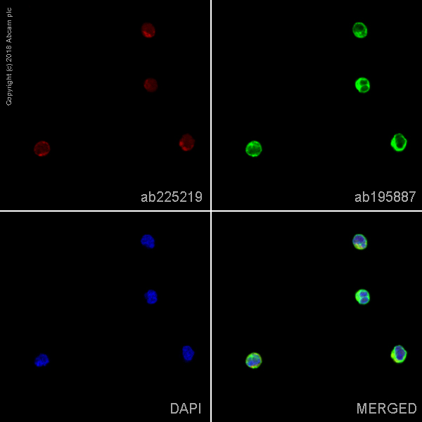 Immunocytochemistry/ Immunofluorescence - Alexa Fluor® 647 Anti-TTC11/FIS1 antibody [EPR8412] (AB225219)
