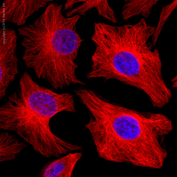 Immunocytochemistry/ Immunofluorescence - Alexa Fluor® 647 Anti-Tubulin antibody [YOL1/34] - Microtubule Marker (AB195884), expandable thumbnail
