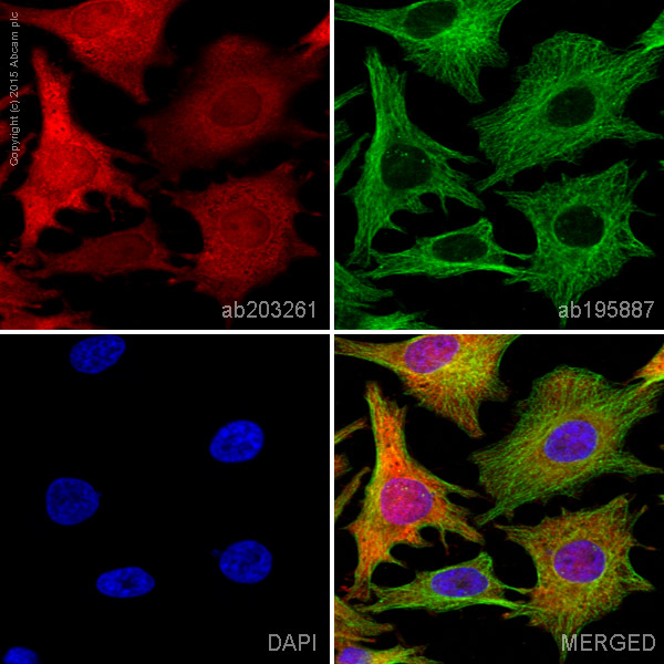 Immunocytochemistry/ Immunofluorescence - Alexa Fluor® 647 Anti-TXNRD1 antibody [EPNCIR129] (AB203261)
