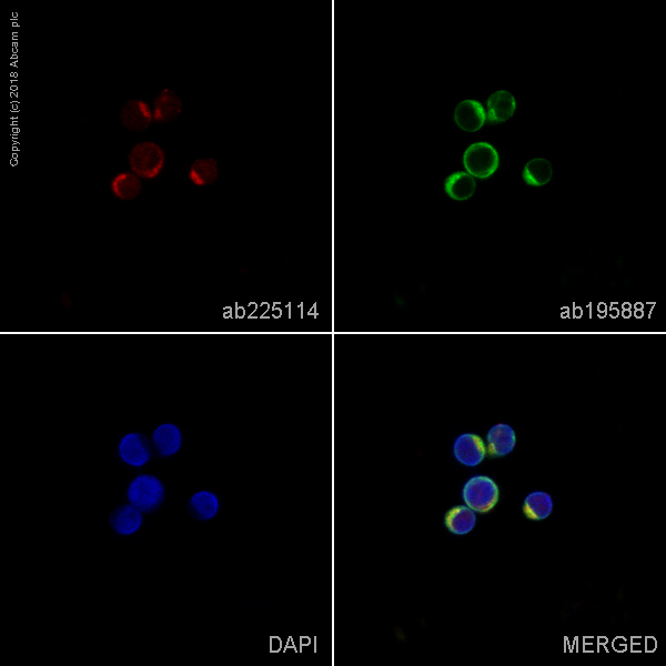 Immunocytochemistry/ Immunofluorescence - Alexa Fluor® 647 Anti-UBE2M/UBC12 antibody [EPR5333] (AB225114)