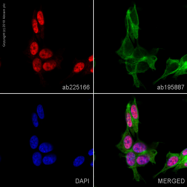 Immunocytochemistry/ Immunofluorescence - Alexa Fluor® 647 Anti-UCH37 antibody [EP4897] (AB225166)