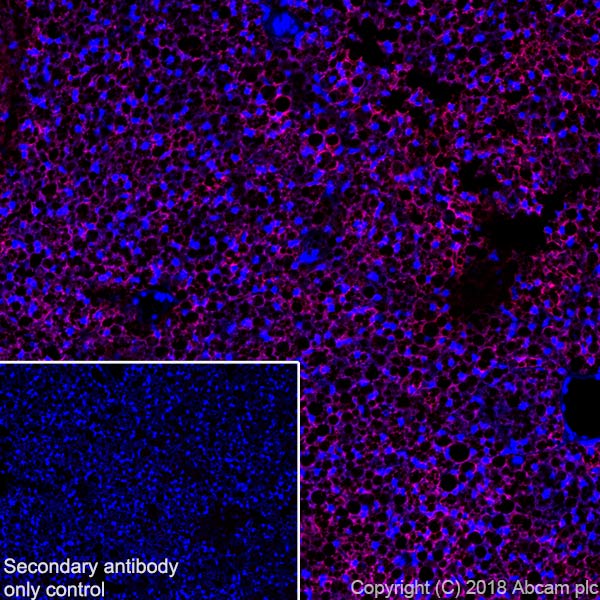 Immunohistochemistry (Frozen sections) - Alexa Fluor® 647 Anti-UCP1 antibody [EPR20381] (AB225489)
