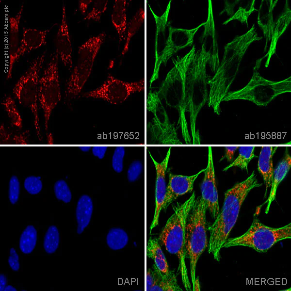 Immunocytochemistry/ Immunofluorescence - Alexa Fluor® 647 Anti-UQCRC2 antibody [13G12AF12BB11] (AB197652)