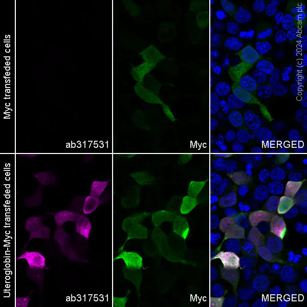 Immunocytochemistry/ Immunofluorescence - Alexa Fluor® 647 Anti-Uteroglobin antibody [EPR27144-86] (AB317531)