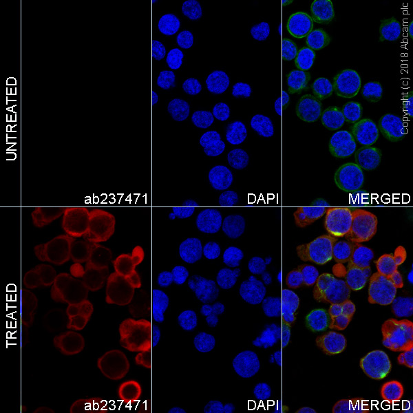 Immunocytochemistry/ Immunofluorescence - Alexa Fluor® 647 Anti-VAV1 (phospho Y174) antibody [EP510Y] (AB237471), expandable thumbnail