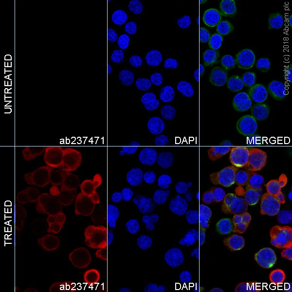 Immunocytochemistry/ Immunofluorescence - Alexa Fluor® 647 Anti-VAV1 (phospho Y174) antibody [EP510Y] (AB237471)