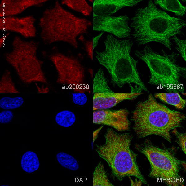Immunocytochemistry/ Immunofluorescence - Alexa Fluor® 647 Anti-VAV3 antibody [EP1130Y] (AB206236), expandable thumbnail