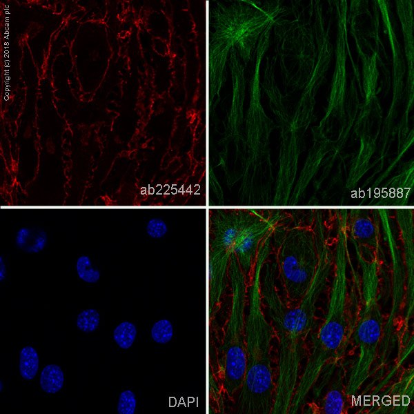 Immunocytochemistry/ Immunofluorescence - Alexa Fluor® 647 Anti-VE Cadherin antibody [EPR18229] - Intercellular Junction Marker (AB225442), expandable thumbnail