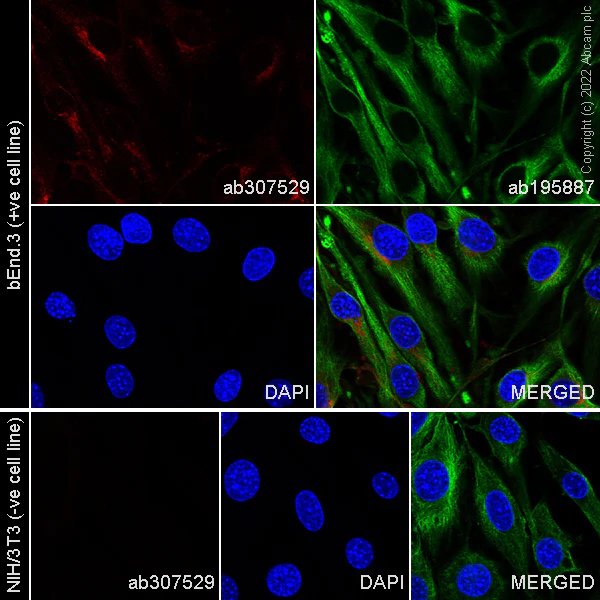 Immunocytochemistry/ Immunofluorescence - Alexa Fluor® 647 Anti-VEGF Receptor 2 antibody [EPR21884-236] (AB307529)