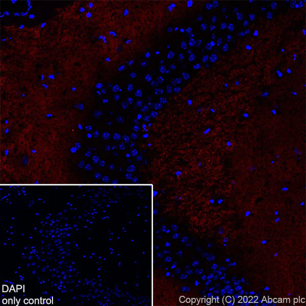 Immunohistochemistry (Frozen sections) - Alexa Fluor® 647 Anti-VGluT1 antibody [EPR22269] (AB300750)