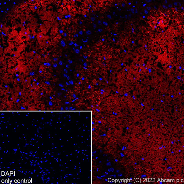 Immunohistochemistry (Frozen sections) - Alexa Fluor® 647 Anti-VGluT1 antibody [EPR22269] (AB300750)