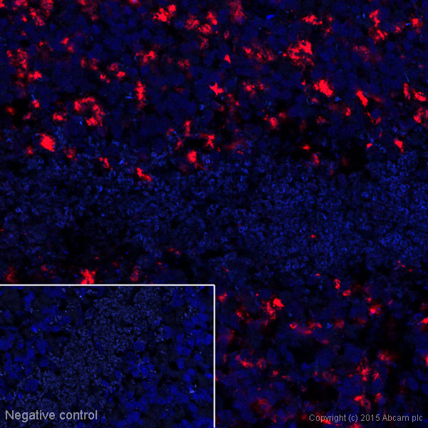 Immunohistochemistry (Frozen sections) - Alexa Fluor® 647 Anti-VGluT1 antibody [N28-9] (AB193596), expandable thumbnail