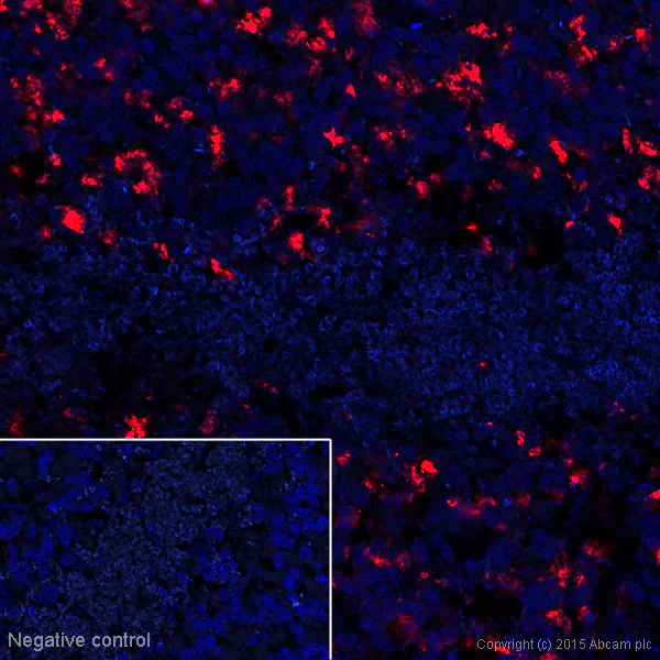 Immunohistochemistry (Frozen sections) - Alexa Fluor® 647 Anti-VGluT1 antibody [N28-9] (AB193596)