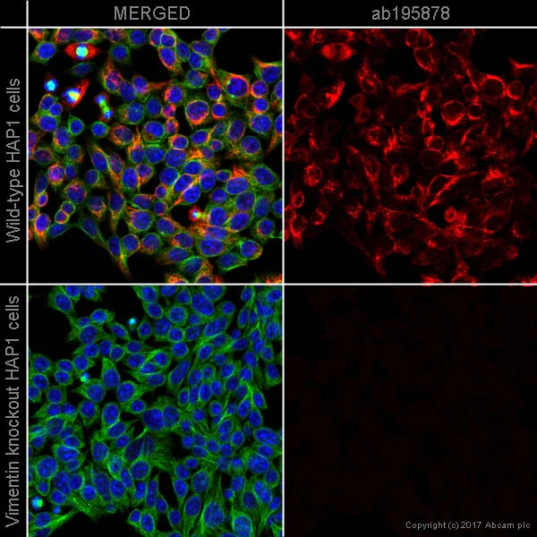 Élisaページ High Sensitivity 6-4PP/ (6-4) photoproduct ELISA kit