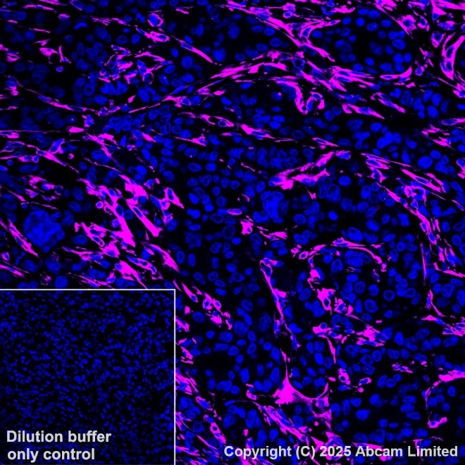 Alexa Fluor® 647 conjugated Anti-Vimentin antibody [V9