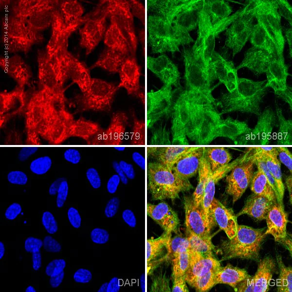 Alexa Fluor® 647 Anti-Vinculin 抗体 [EPR8185] (ab196579) | Abcam