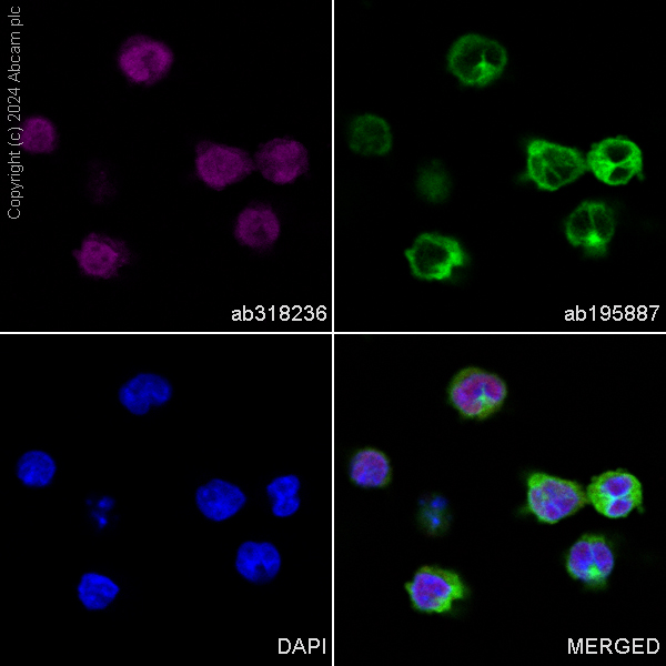 Immunocytochemistry/ Immunofluorescence - Alexa Fluor® 647 Anti-Visfatin antibody [EPR21980] (AB318236)