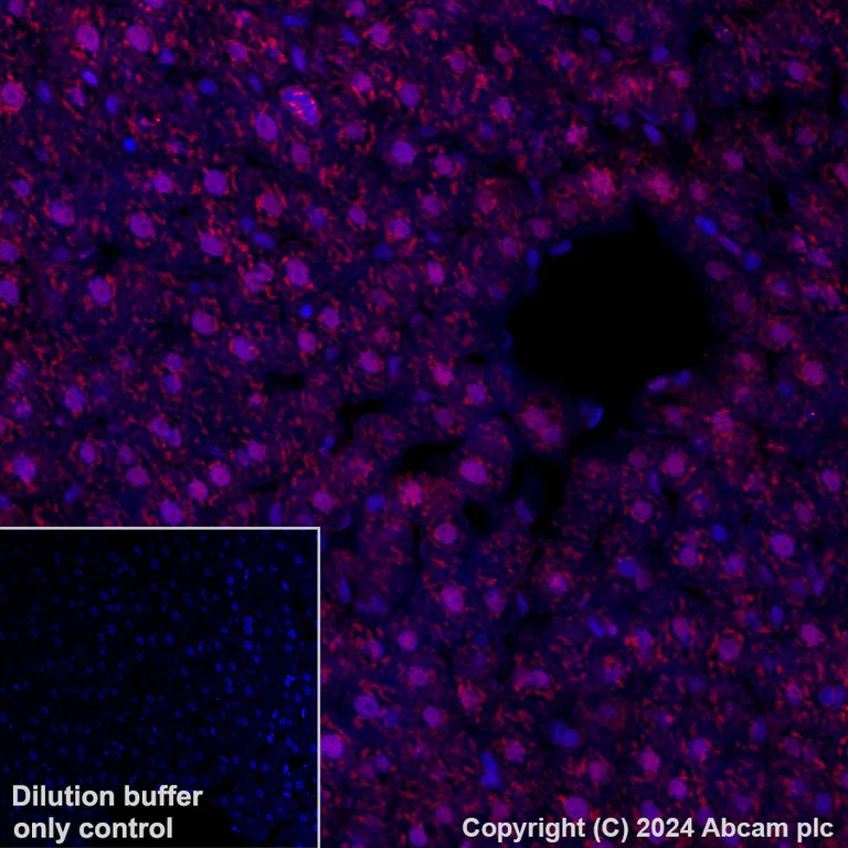 Immunohistochemistry (Formalin/PFA-fixed paraffin-embedded sections) - Alexa Fluor® 647 Anti-Visfatin antibody [EPR21980] (AB318236)