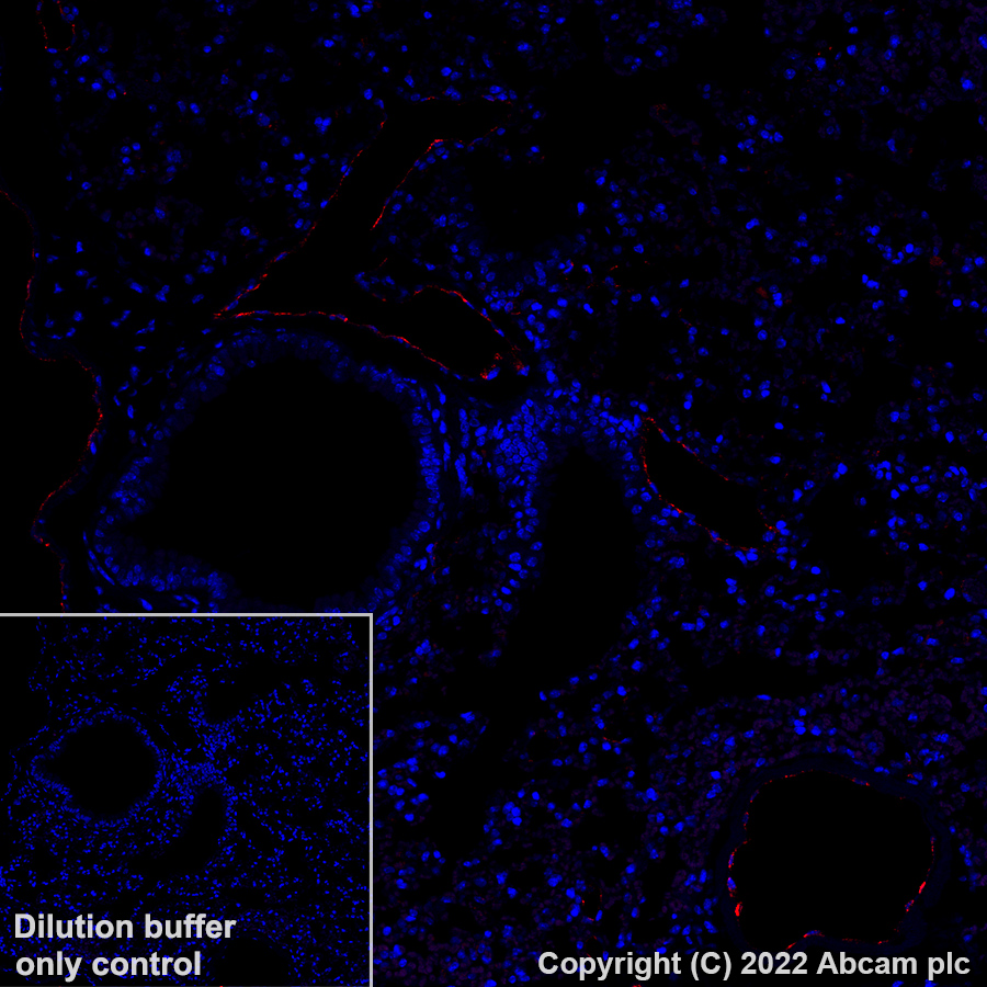 Immunohistochemistry (Formalin/PFA-fixed paraffin-embedded sections) - Alexa Fluor® 647 Anti-Von Willebrand Factor antibody [EPR25069-131] (AB307377), expandable thumbnail