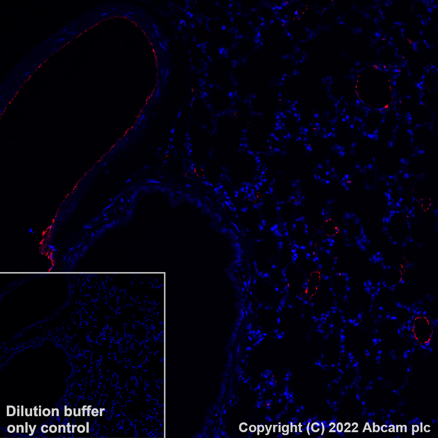 Immunohistochemistry (Formalin/PFA-fixed paraffin-embedded sections) - Alexa Fluor® 647 Anti-Von Willebrand Factor antibody [EPR25069-131] (AB307377), expandable thumbnail