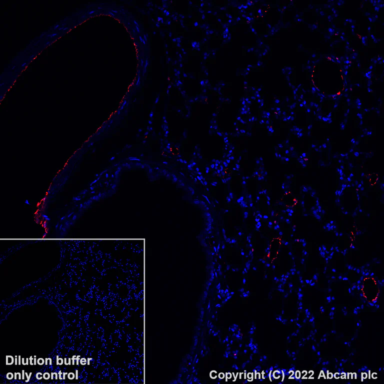 Immunohistochemistry (Formalin/PFA-fixed paraffin-embedded sections) - Alexa Fluor® 647 Anti-Von Willebrand Factor antibody [EPR25069-131] (AB307377)