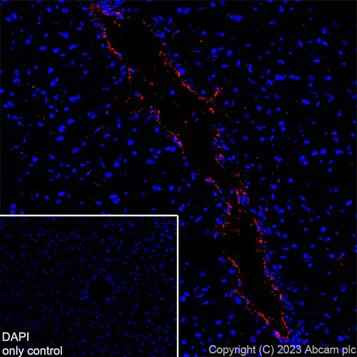 Immunohistochemistry (Frozen sections) - Alexa Fluor® 647 Anti-Von Willebrand Factor antibody [EPR25069-131] (AB307377)