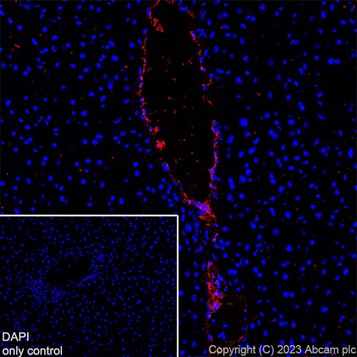 Immunohistochemistry (Frozen sections) - Alexa Fluor® 647 Anti-Von Willebrand Factor antibody [EPR25069-131] (ab307377), expandable thumbnail
