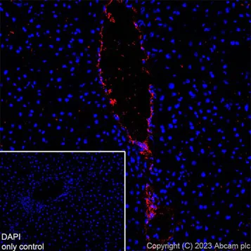 Immunohistochemistry (Frozen sections) - Alexa Fluor® 647 Anti-Von Willebrand Factor antibody [EPR25069-131] (AB307377)