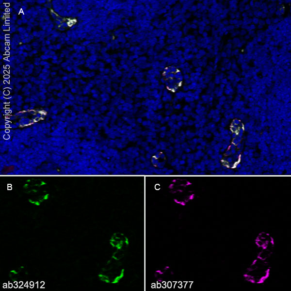 Alexa Fluor® 647 Anti-Von Willebrand Factor antibody [EPR25069-131
