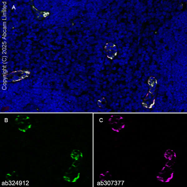 Immunohistochemistry (Frozen sections) - Alexa Fluor® 647 Anti-Von Willebrand Factor antibody [EPR25069-131] (AB307377)